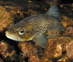 Trout have been reported in the stream running through Ashplats Wood