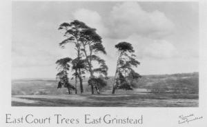 East Court Trees