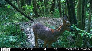 A deer snapped watering through the wood