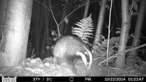A member of our active Badger family