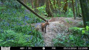 A fox picked up on the wildlife camera