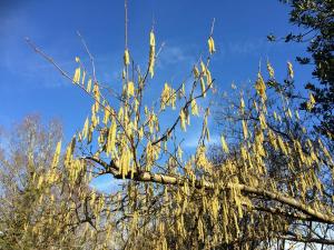 Hazel catkins