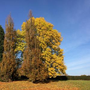 Autumn colours