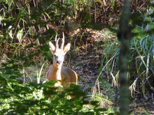 A deer captured in Ashplats Wood