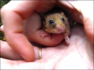 A Hazel Dormouse snapped during a survey in Ashurst Wood