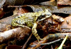 A friendly frog snapped in the undergrowth in Ashplats Wood