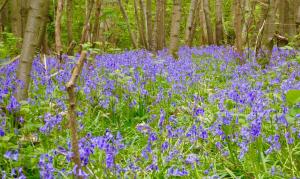 Spring bluebells