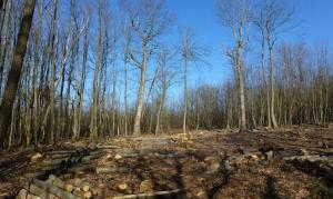Woodland management 
